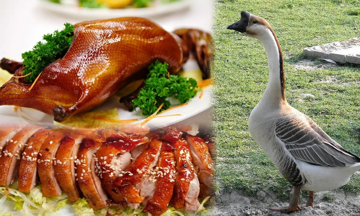 Bán Ngỗng Thịt Giá Sỉ Ở TP.HCM