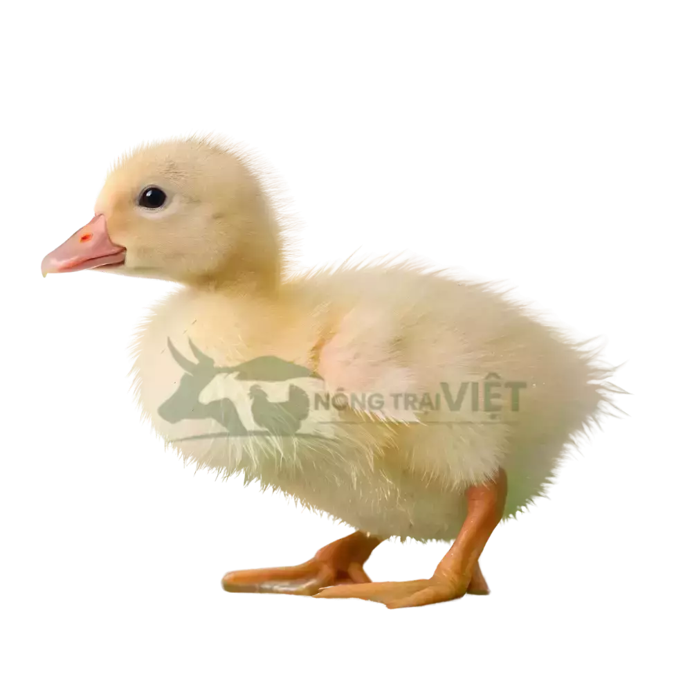 Vịt siêu thịt (Vịt bơ)