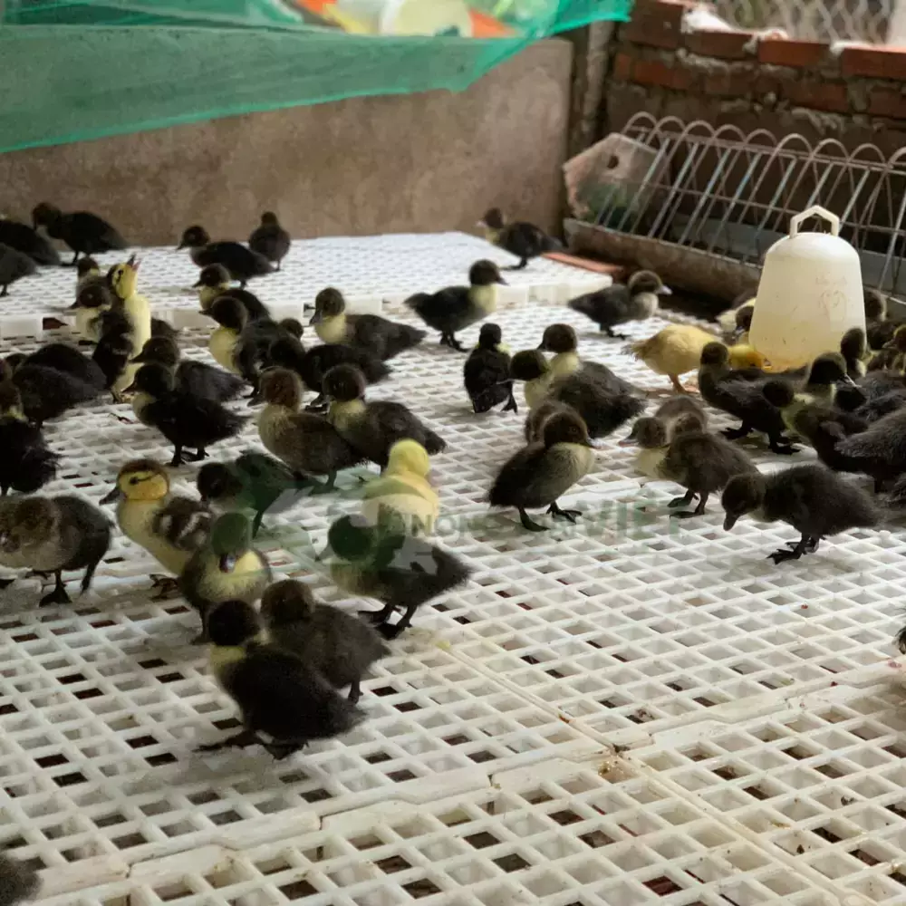 Vịt xiêm lai Pháp