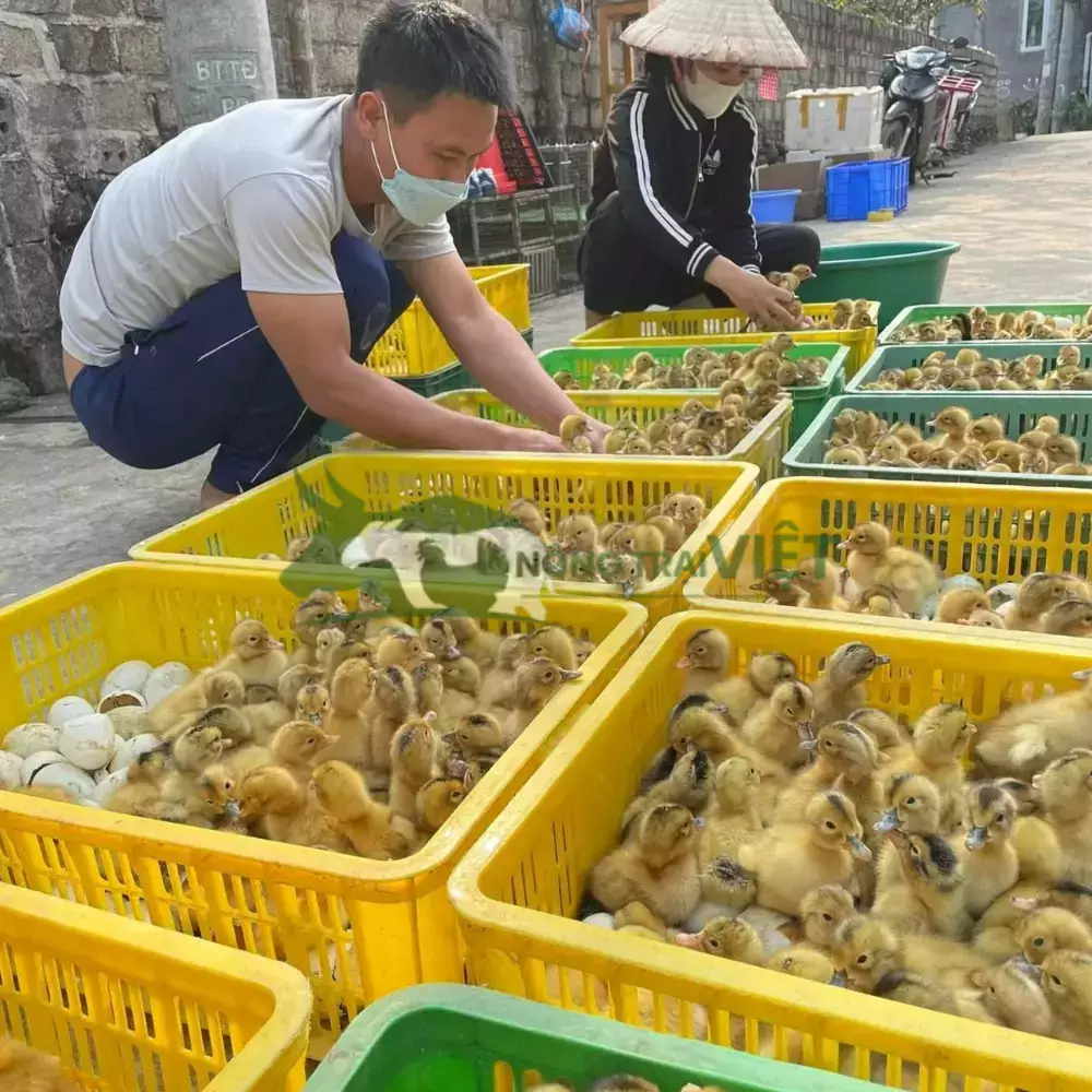 Vịt bầu cổ xanh