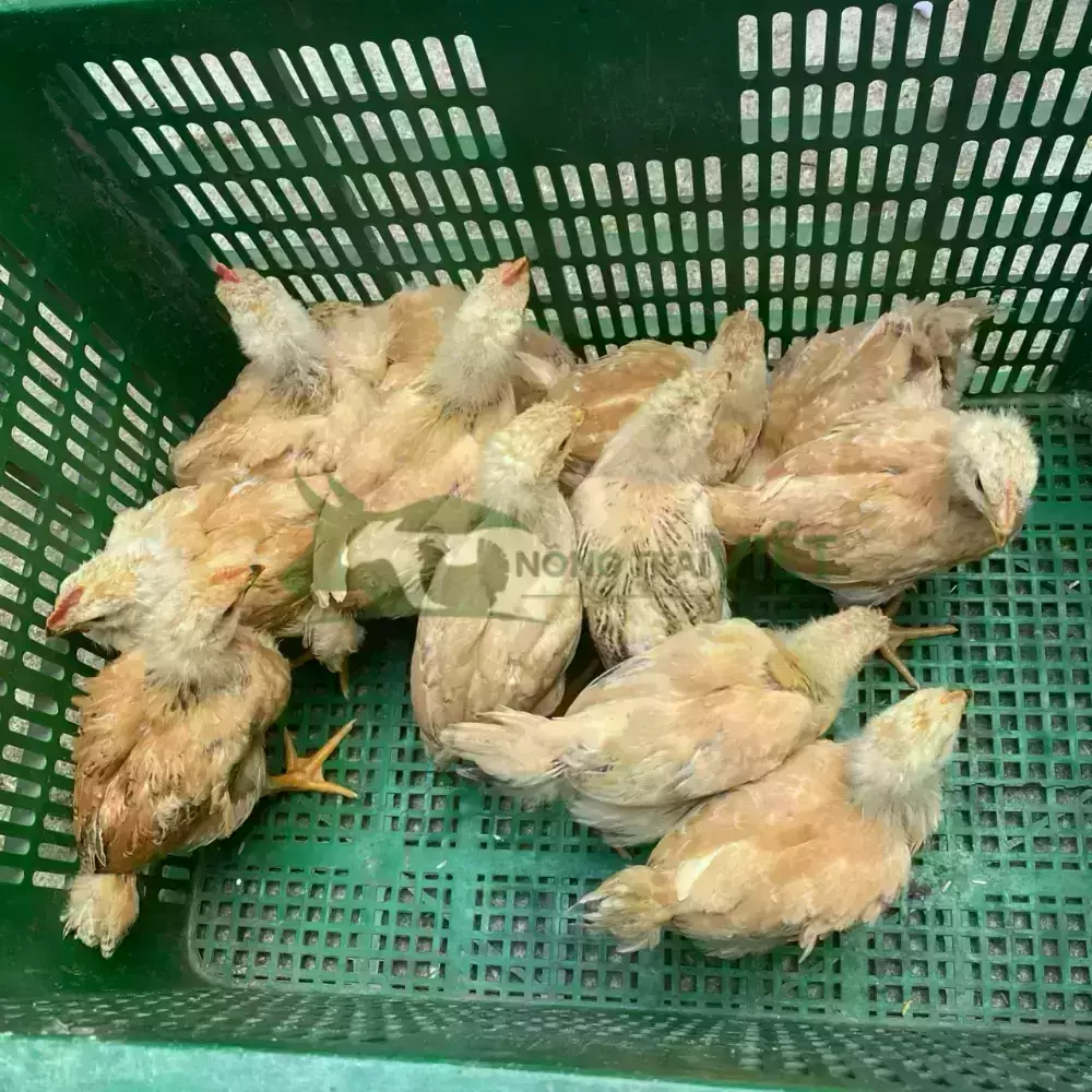 Gà tàu vàng giống