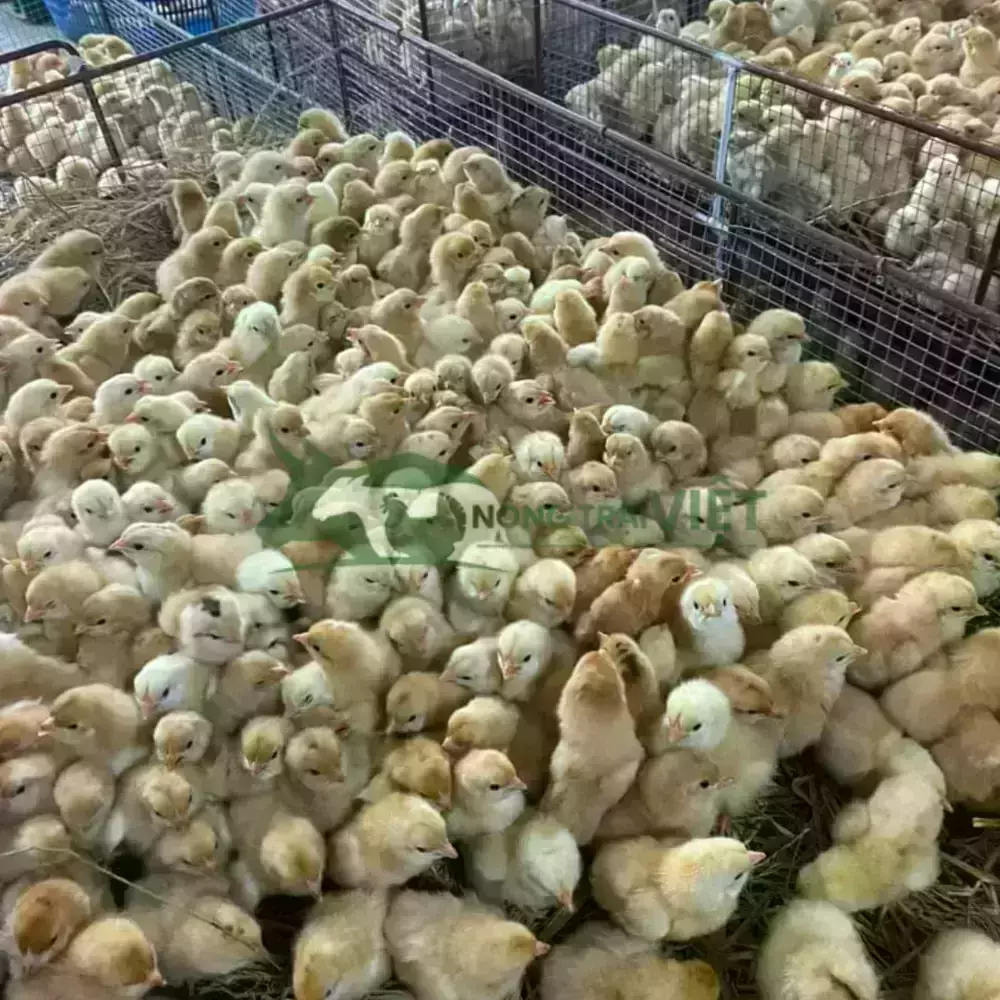 Gà tàu vàng giống