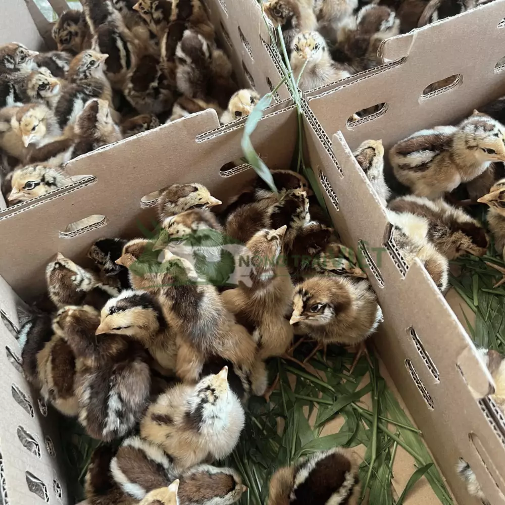 Gà Lương Phượng giống