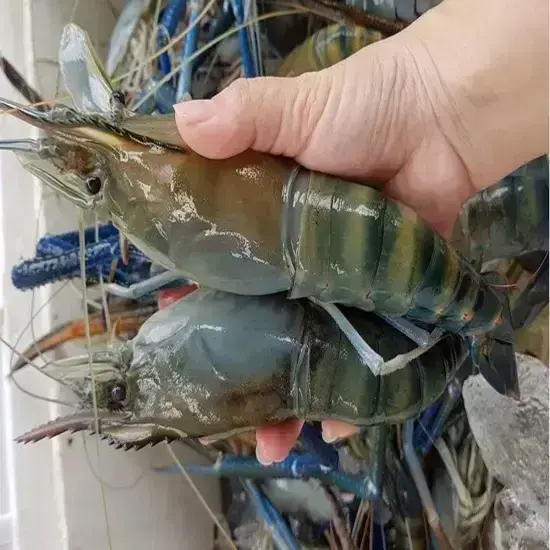 Tôm càng xanh 6-8 con/1kg