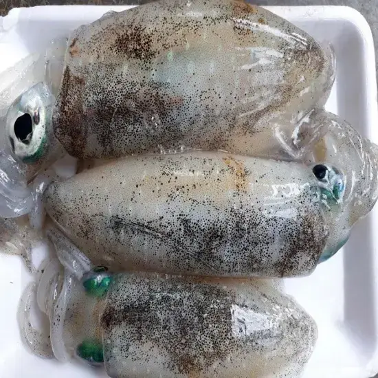 Mực Lá Lớn