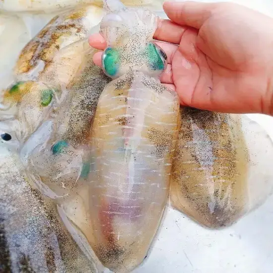 Mực Lá Lớn