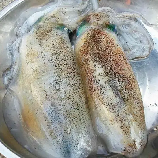 Mực Lá Lớn