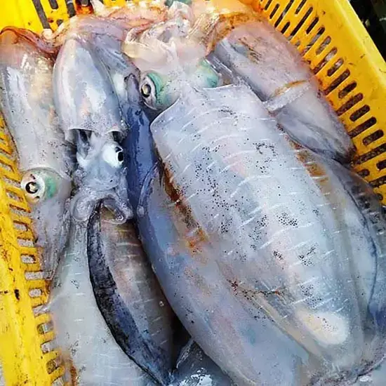 Mực Lá Lớn