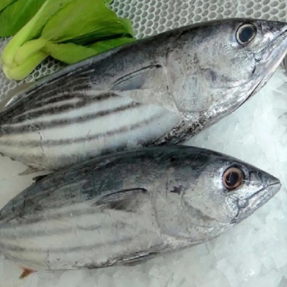 Cá Ngừ Tươi