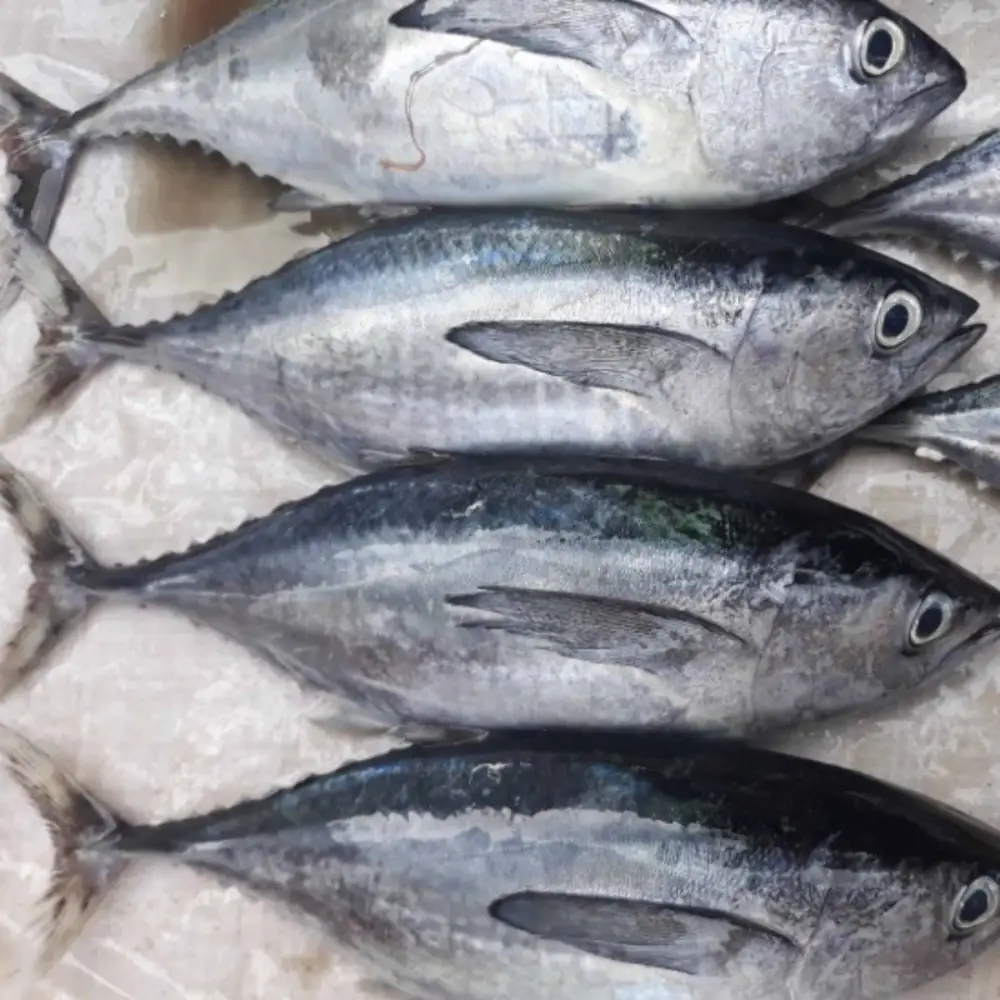 Cá Ngừ Tươi