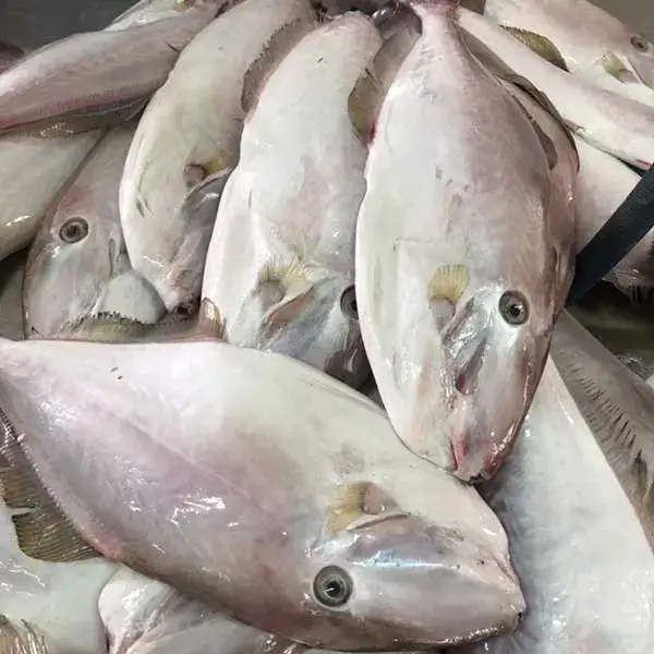 Cá Bò Da Tươi