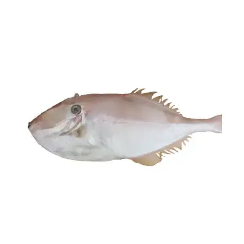 Cá Bò Da Tươi