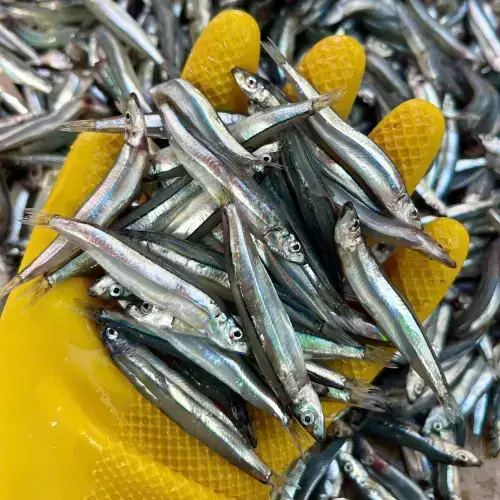 Cá Cơm Tươi