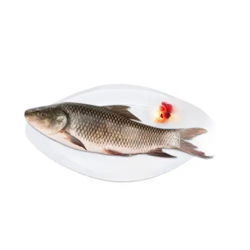 Cá Trôi Tươi Sống