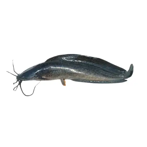 Cá Trê Đen Tươi Sống Size 800-1200Gr 