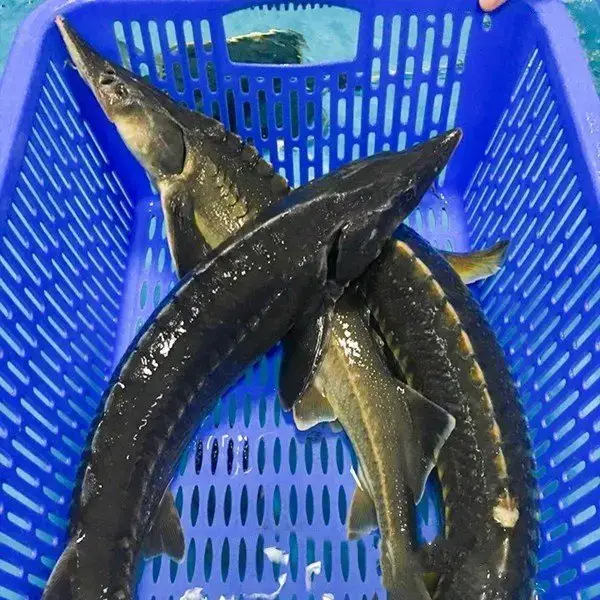 Cá Tầm Tươi Sống