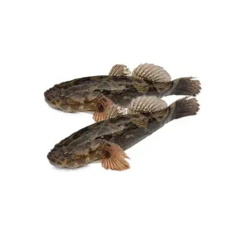 Cá Bống Tượng Tươi Sống