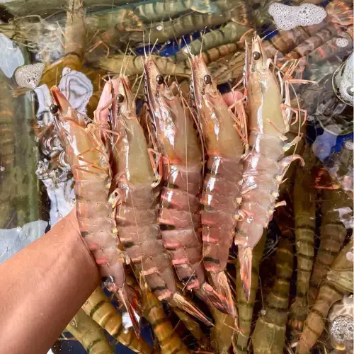 Tôm Thẻ Nguyên Con Size 70-80 Con/Size