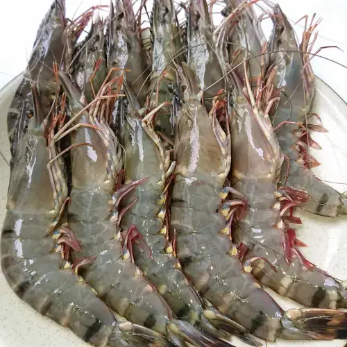 Tôm Thẻ Tươi Size 40–50 con/kg