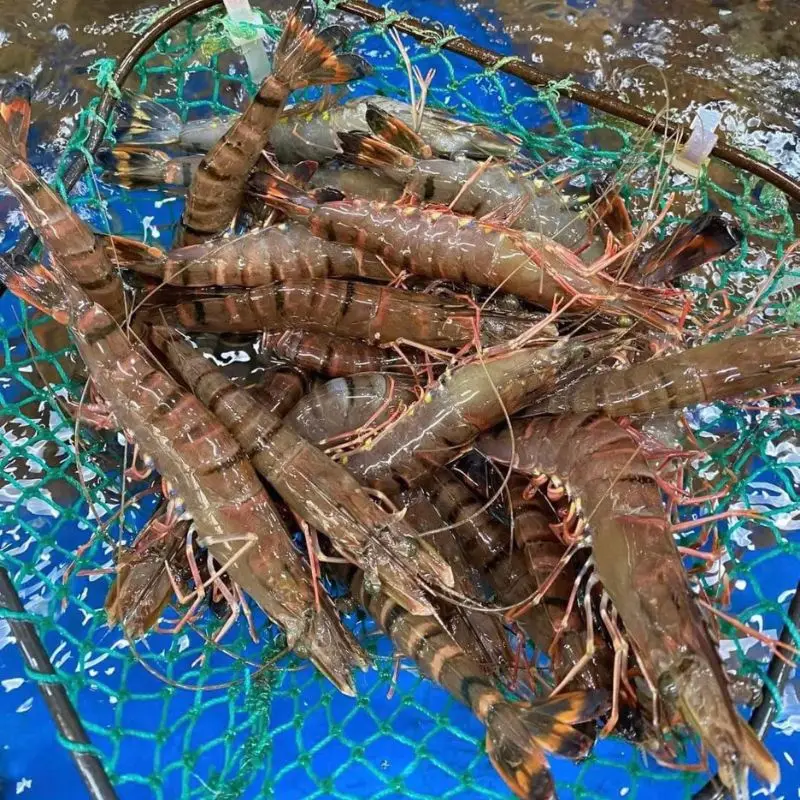 Tôm Sú Tươi Size 35–40 Con/Kg