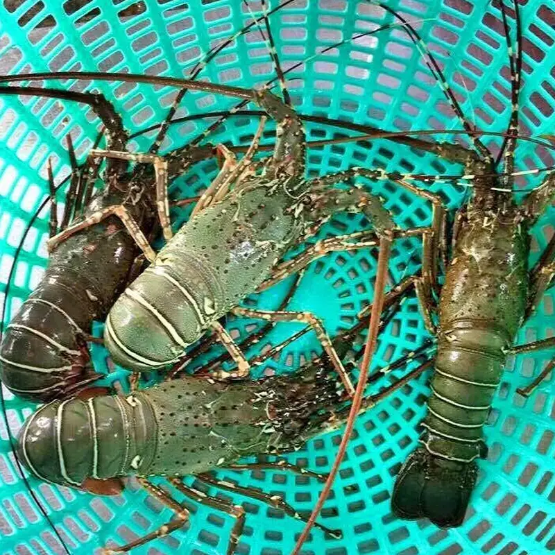 Tôm Hùm Tre Tươi Sống Size 500–700gr