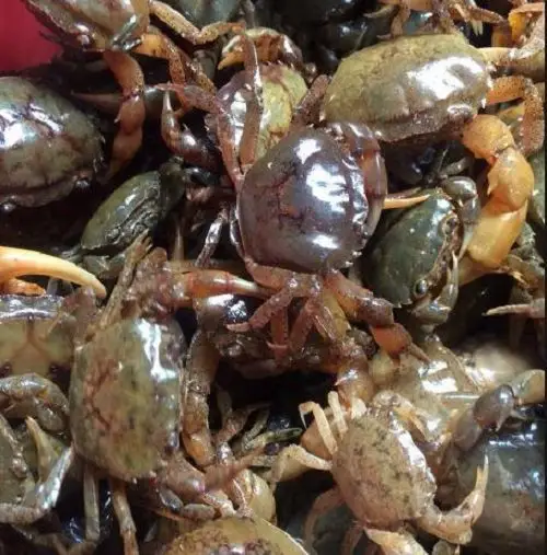 Cua Đồng Sống Thiên Nhiên