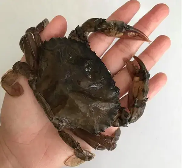 Cua Lột Tươi Size 8-10 Con/Kg