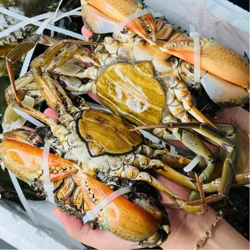 Cua Gạch Tươi Loại 1 Size 500-700Gr/Con