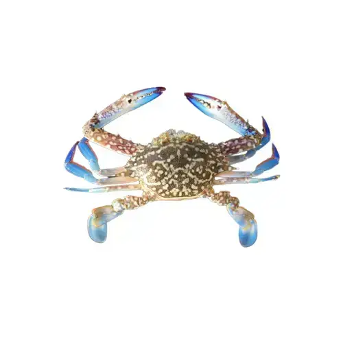 Ghẹ Xanh Tươi Sống Size 3-4 Con/Kg
