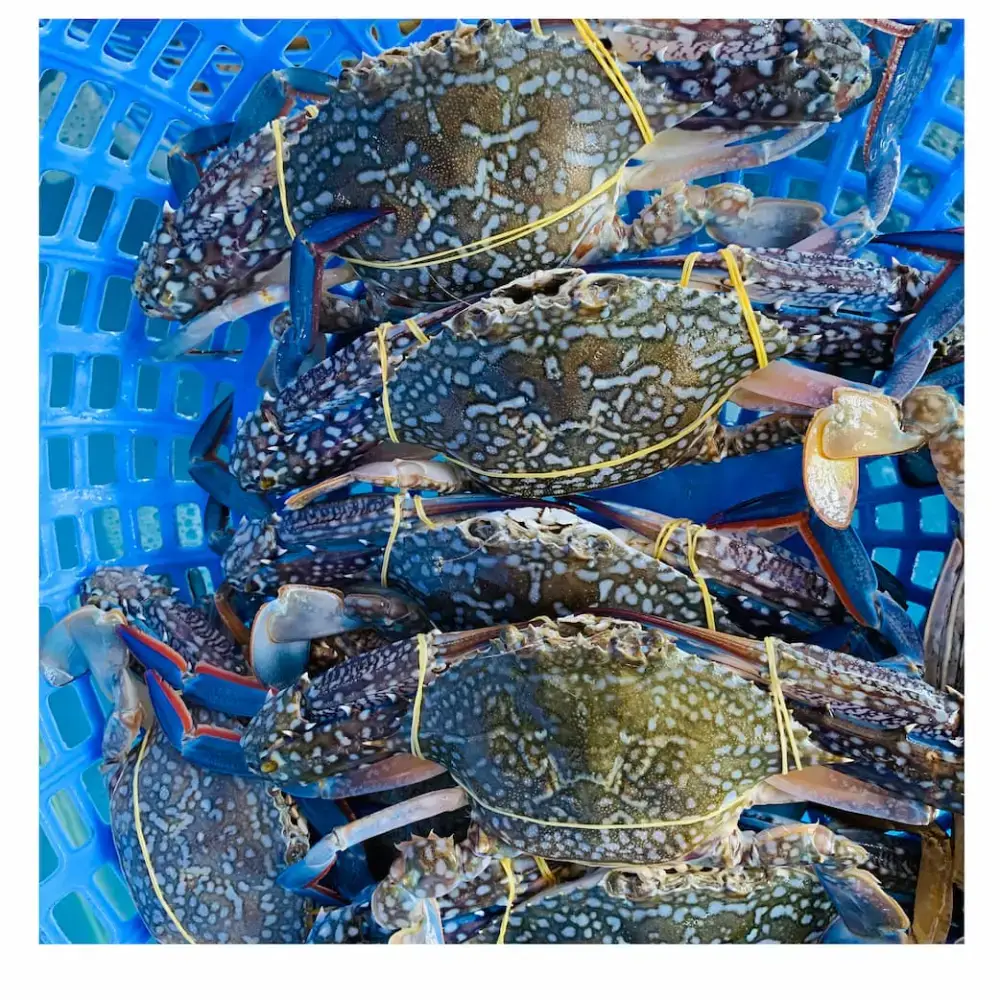 Ghẹ Xanh Tươi Sống Size 6-7 Con/Kg