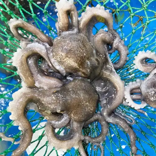 Bạch Tuộc Tươi Size 0.6-0.8Kg/Con