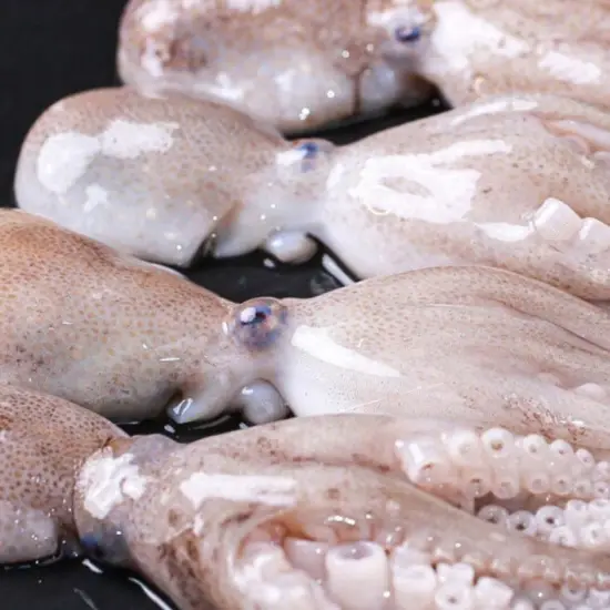 Bạch Tuộc Tươi Size 0.6-0.8Kg/Con