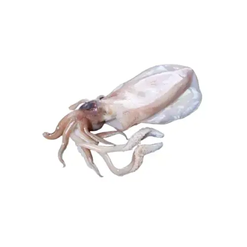 Mực Nang Tươi Sống Size 1.5-2Kg/Con