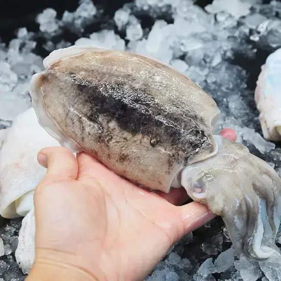 Mực Nang Tươi Sống Size 1.5-2Kg/Con