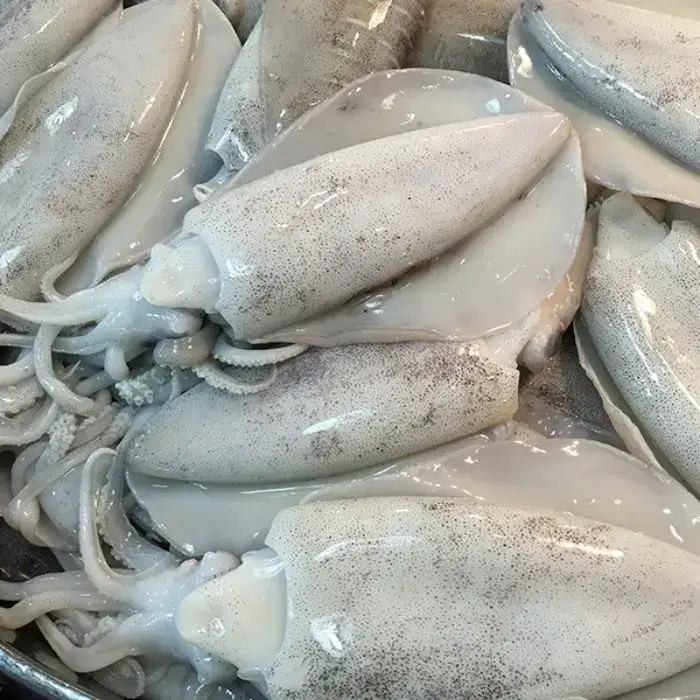 Mực Lá Tươi Sống Size 0.8-1Kg/Con