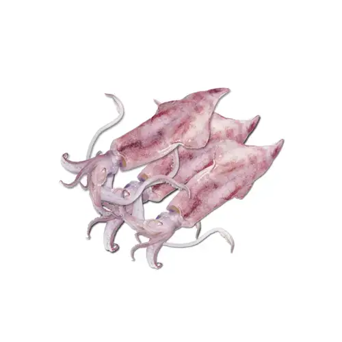 Mực Ống Tươi Sống Size 400-600Gram/Con