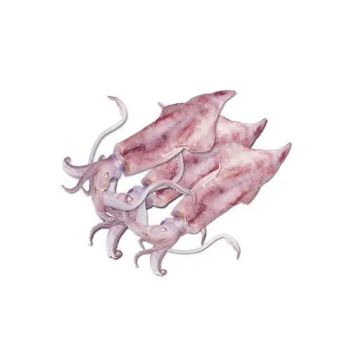 Mực Ống Tươi Sống Size 3-4 Con/Kg