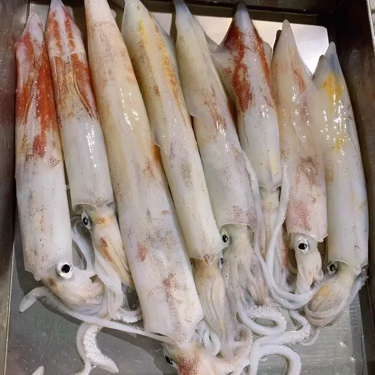 Mực Ống Tươi Sống Size 5-6 Con/Kg