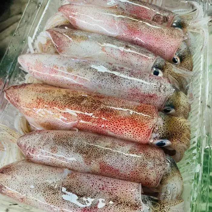 Mực Ống Tươi Sống Size 5-6 Con/Kg