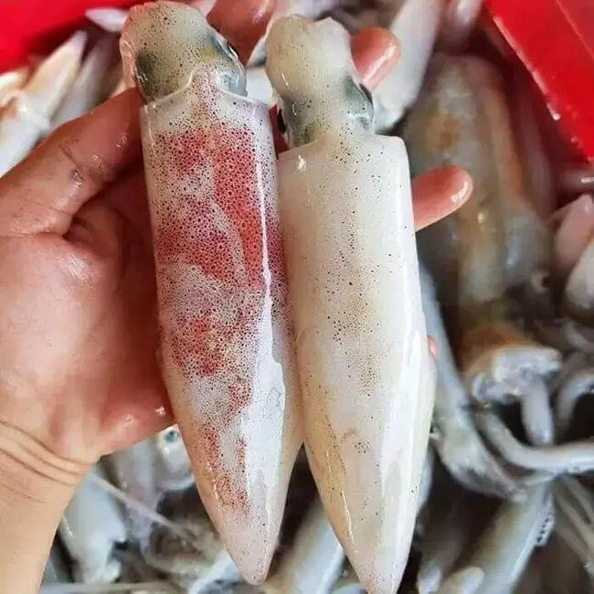 Mực Ống Tươi Sống Size 5-6 Con/Kg