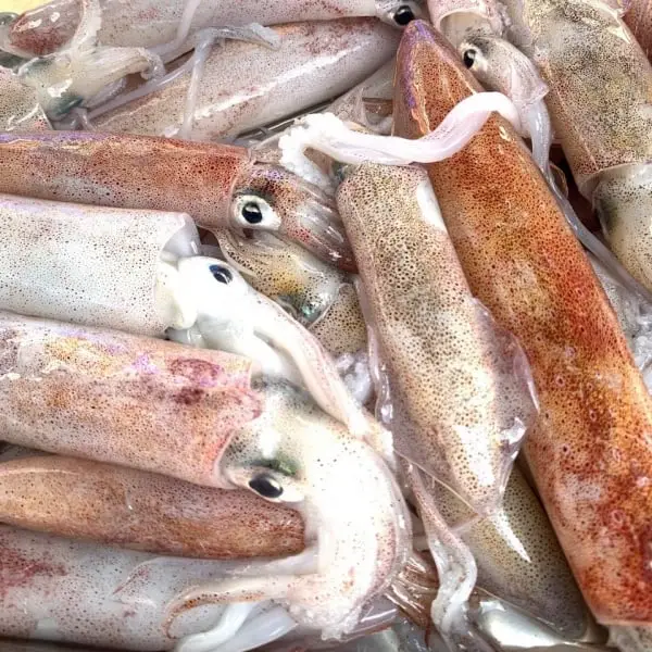 Mực Ống Câu Tươi Sống Size 9-12 Con/Kg