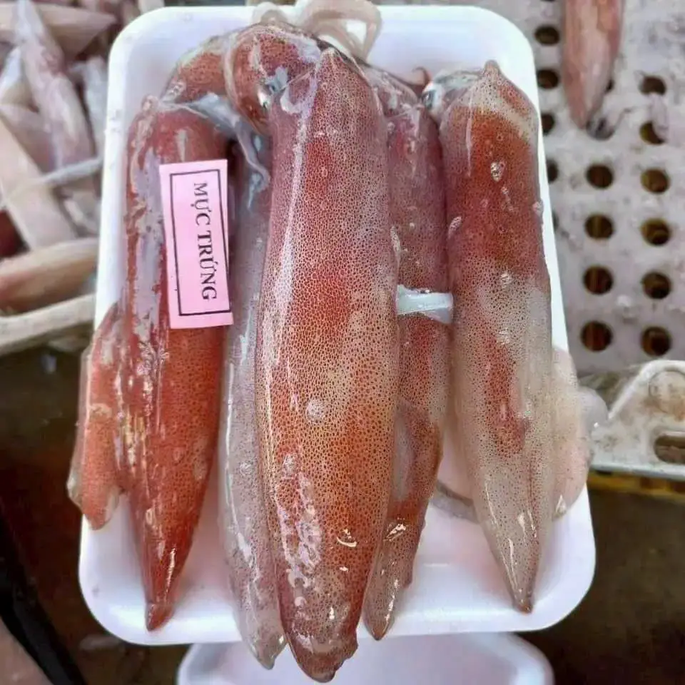 Mực Trứng Tươi Ngon Size 20-30 Con/Kg