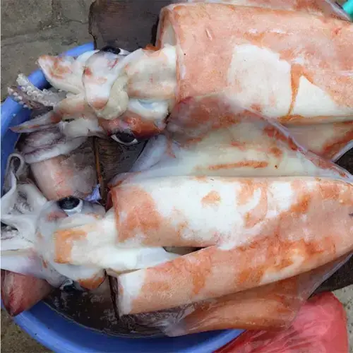 Mực Lá Đại Dương Size 4-6Kg/Con