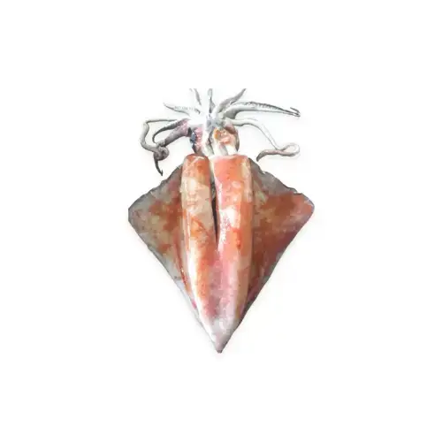 Mực Lá Đại Dương Size 4-6Kg/Con