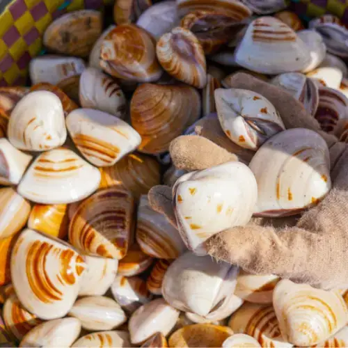 Nghêu Biển Tươi Sống Size 10-15 Con/Kg