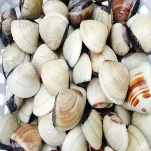 Nghêu Biển Tươi Sống Size 20-30 Con/Kg