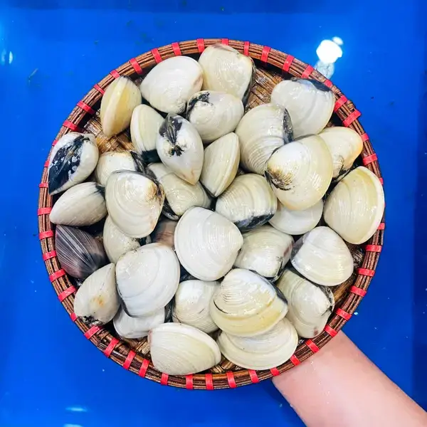 Nghêu Biển Tươi Sống Size 40-50 Con/Kg