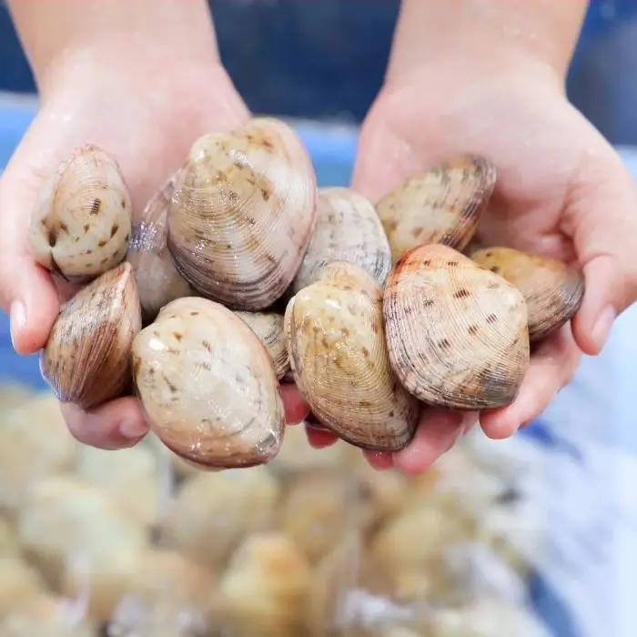 Ngao Hai Cồi Tươi Ngon Size 25-30 Con/Kg