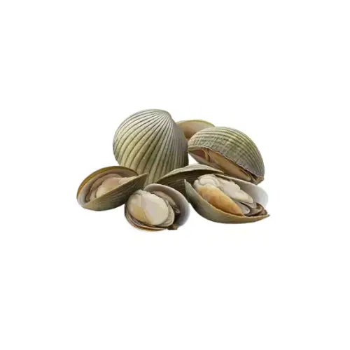 Ngao Hoa Size 50-60 Con/Kg