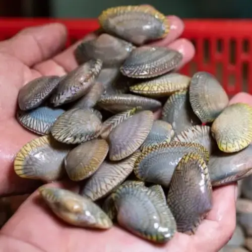 Ngao Hoa Size 50-60 Con/Kg